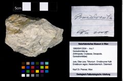 Foto (Objekt + Etikett) von Goniodromites sp.  (NHMW-GEO-1990-0041-2554)